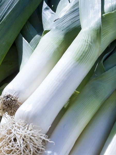 Poireau 'Géant d'hiver'