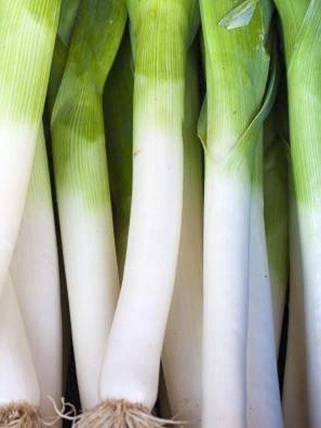 Poireau 'Gros long d'été'