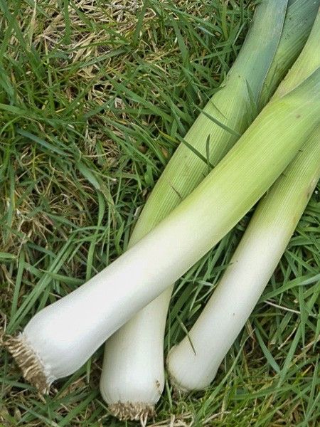 Poireau 'Lancelot'