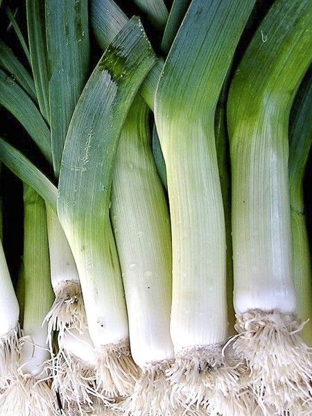 Poireau 'Leblond'