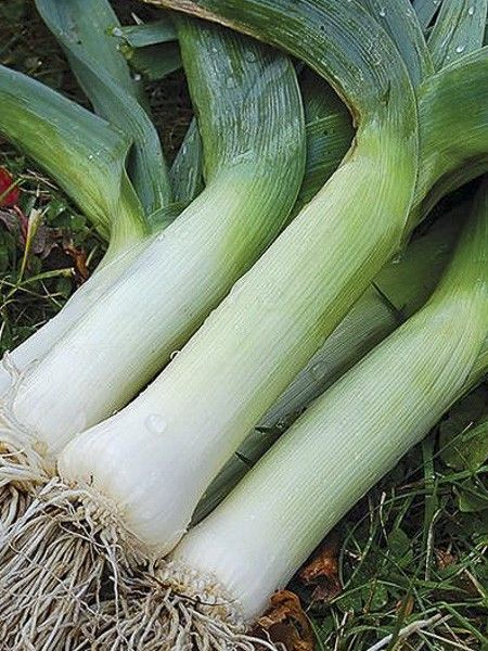 Poireau 'Musselburgh'