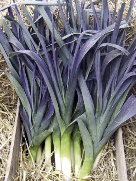 Poireau 'Saint Victor'