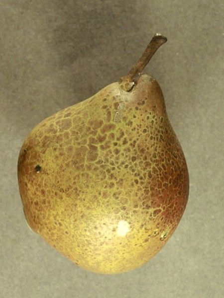 Poirier 'Beurré D'Amanlis'