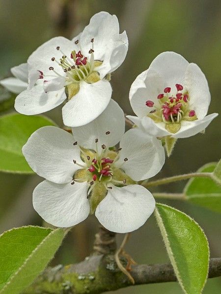 Poirier 'Beurré D'Angleterre'