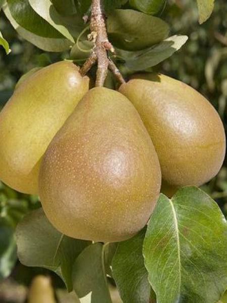 Poirier 'Beurré Hardy'