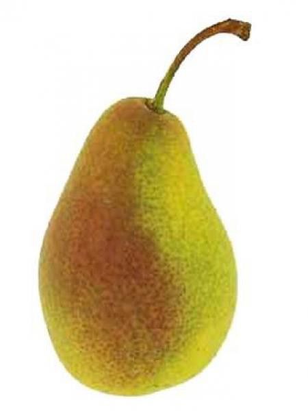 Poirier 'Bonne Louise D'Avranches'