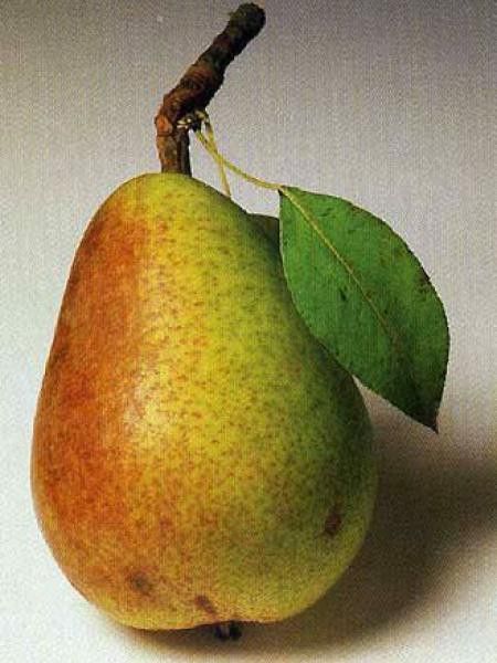 Poirier 'Clapp's Favorite'