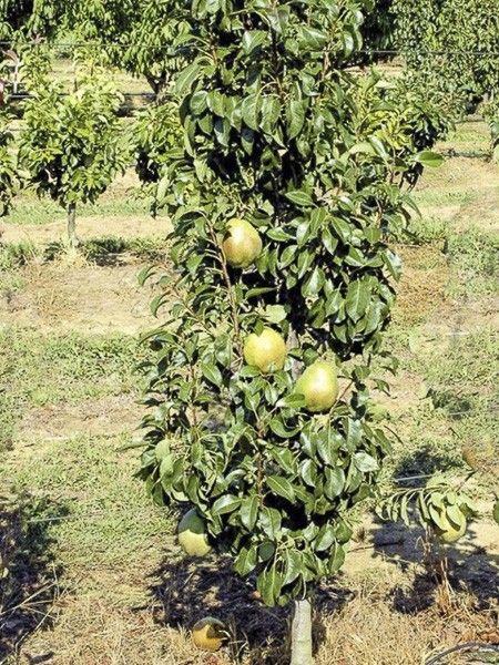 Poirier colonnaire 'Obelus'