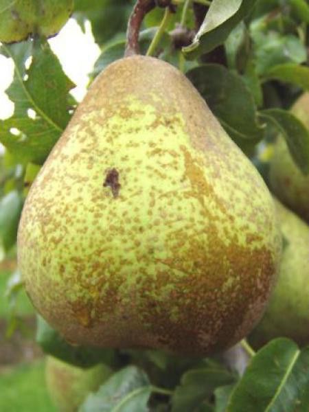 Poirier 'Comtesse De Paris'