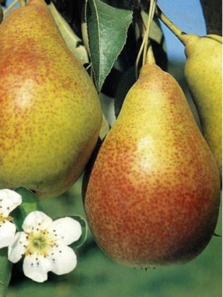 Poirier 'Duc de Bordeaux'