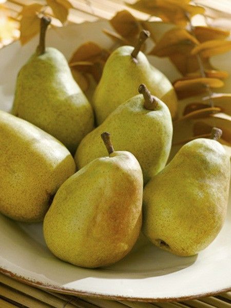 Poirier 'Fertilia Delbard'