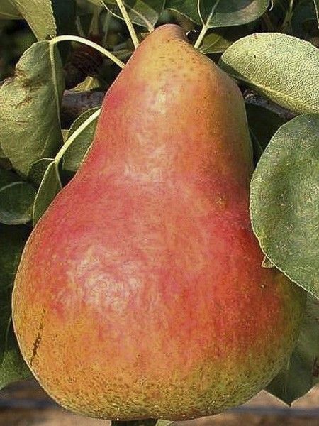 Poirier 'Marguerite Marillat'