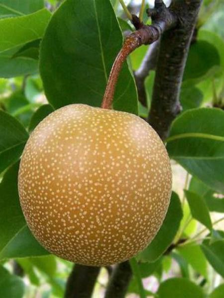 Poirier 'Niitaka', Nashi