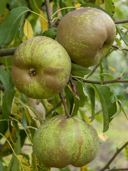 Poirier 'Olivier De Serres'