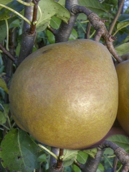 Poirier 'President Heron'