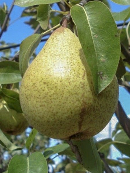 Poirier 'Soldat Laboureur'