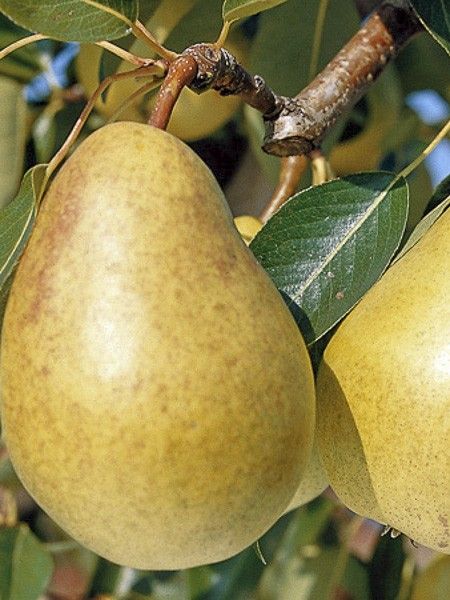 Poirier 'Sucrée de Montluçon'
