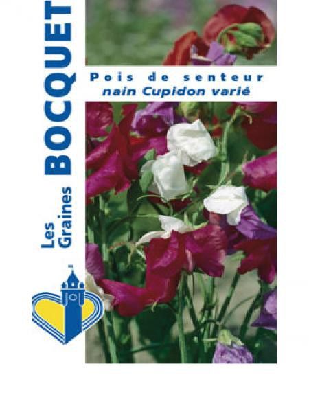 Pois vivace 'Cupidon' en mélange