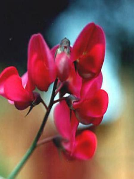 Pois vivace 'Red Pearl'