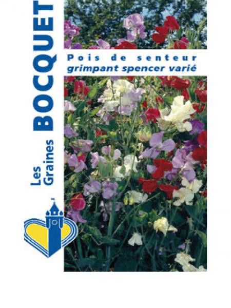 Pois vivace 'Spencer' en mélange