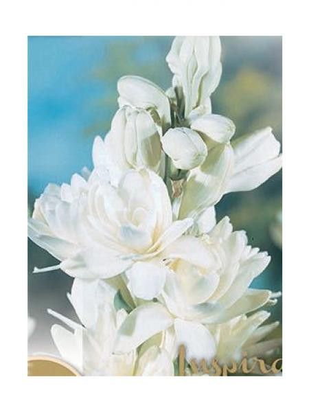 Polyanthès  'The Pearl'