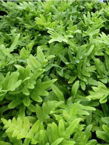 Polypode commun 'Whitley Giant'