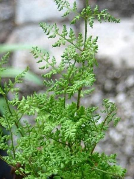 Polystic dilaté 'Lepidota Crispa Cristata'