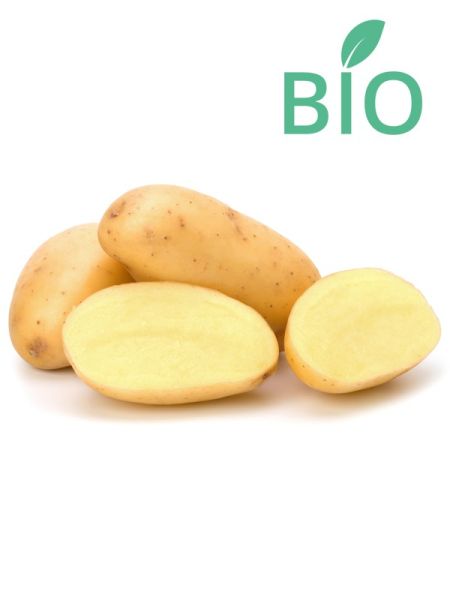 Pomme de terre Bio 'Agria' BIO