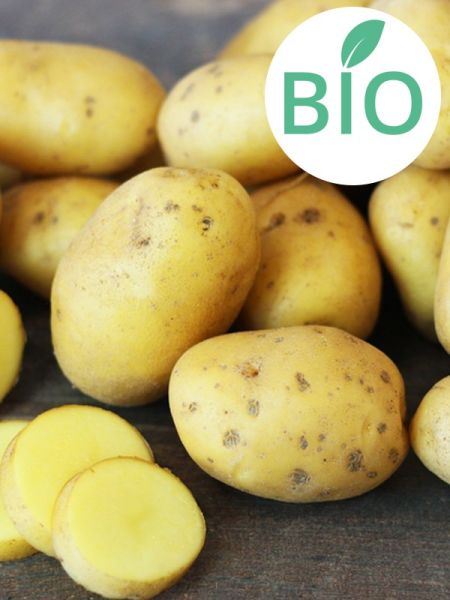 Pomme de terre Bio 'Ditta'