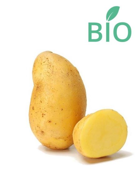 Pomme de terre Bio 'Nicola'