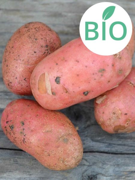 Pomme de terre Bio 'Cheyenne'