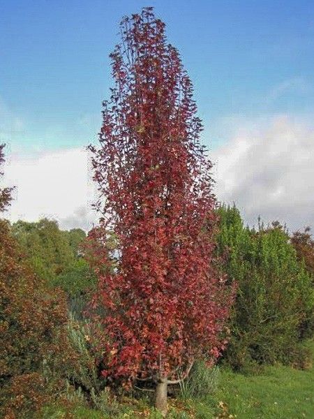 Pommier à feuilles trilobées
