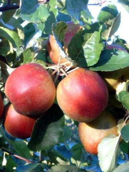 Pommier 'Belle de Boskoop'