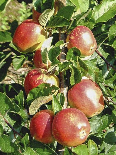 Pommier 'Braeburn'