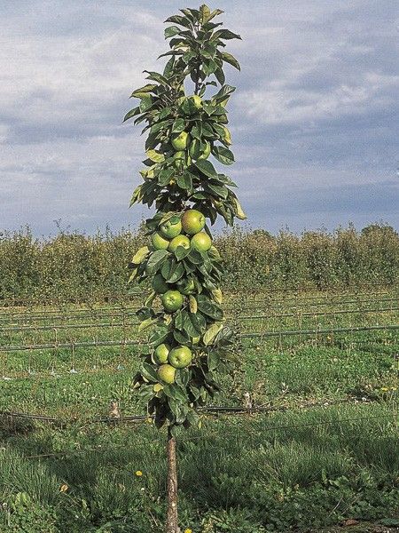 Pommier colonnaire 'Amboise Delcogra'