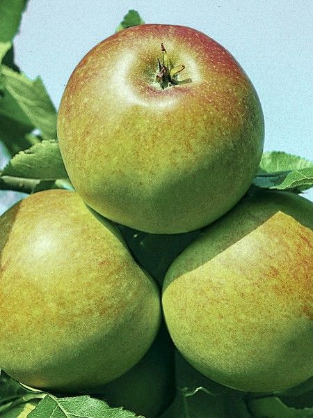 Pommier colonnaire 'Azay Le Rideau'