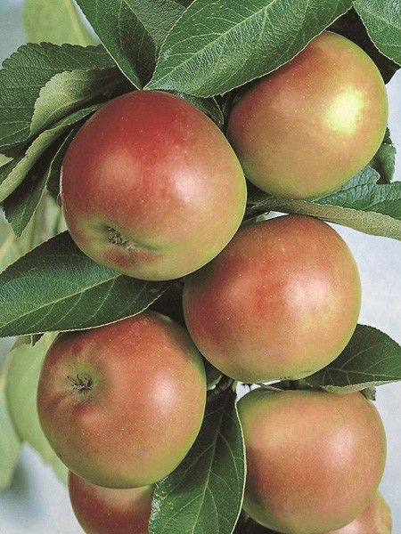 Pommier colonnaire 'Chenonceau'