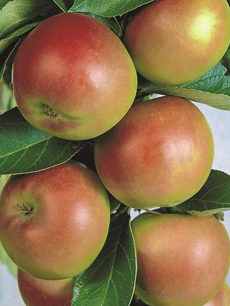 Pommier colonnaire 'Courson'