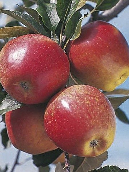 Pommier colonnaire 'Versailles Delgrico'