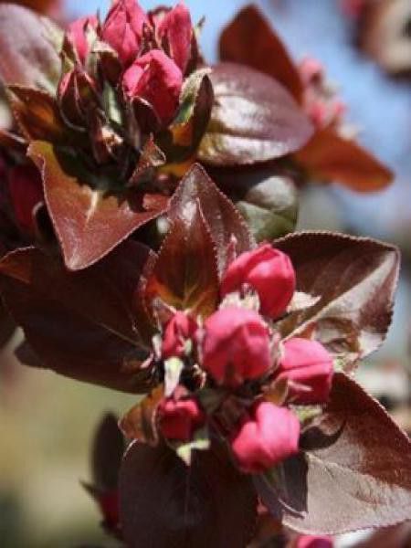 Pommier d'ornement 'Aldenhamensis'