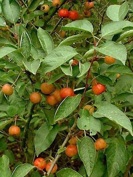 Pommier d'ornement Evereste® 'Perpetu'