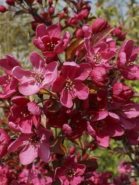 Pommier d'ornement 'Liset'