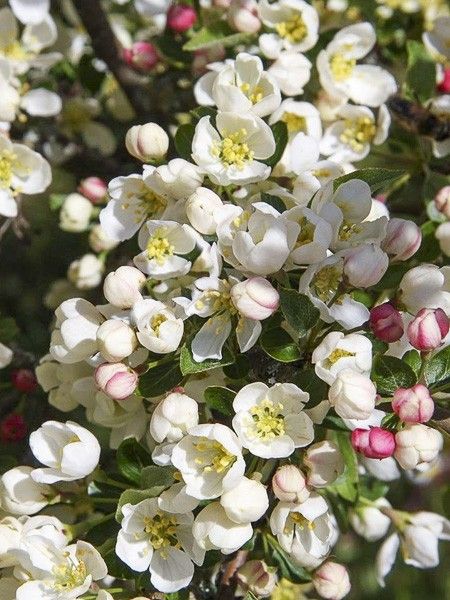 Pommier d'ornement nain