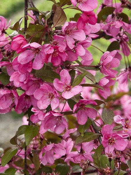 Pommier d'ornement 'Prairiefire'