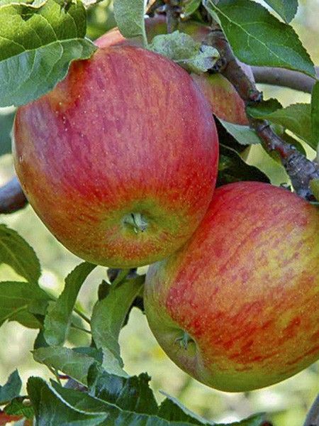 Pommier 'Delbard Celeste'