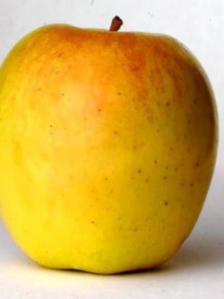 Pommier 'Golden Delicious'