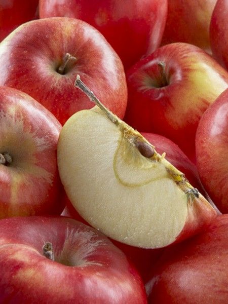 Pommier 'Harmonie 'Delorina''