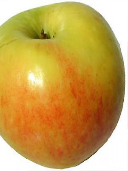 Pommier 'James Grieve'