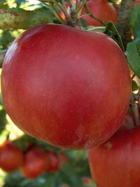 Pommier nain 'Mcintosh'