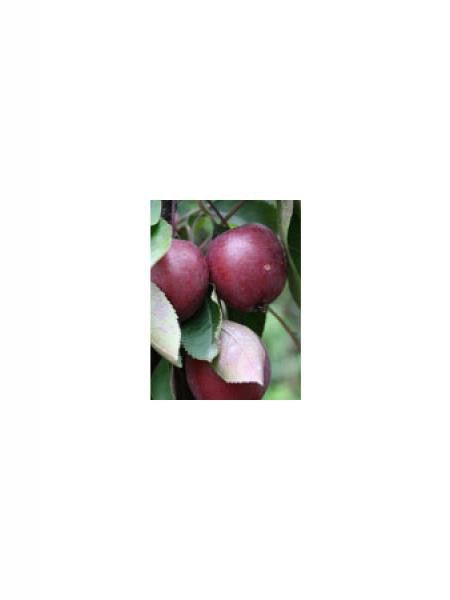 Pommier nain 'Red Leaf'